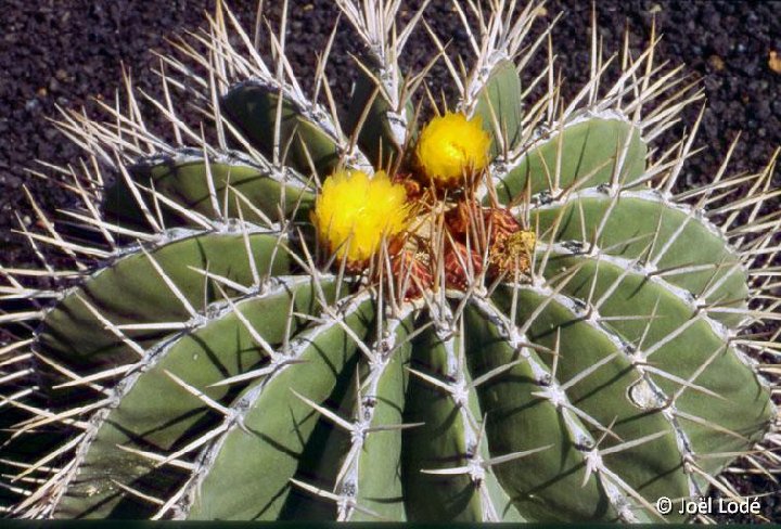 Ferocactus schwarzii Cactus Park TF ©JL